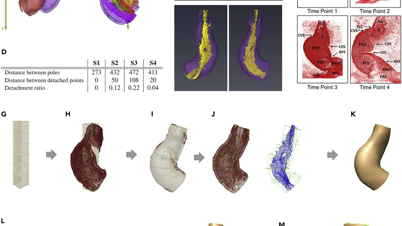 Spatiotemporal patterns in the embryonic heart